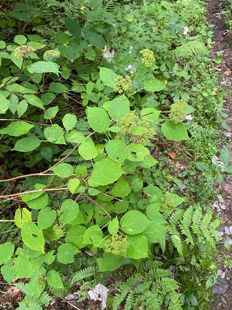 Hydrangea arborescens