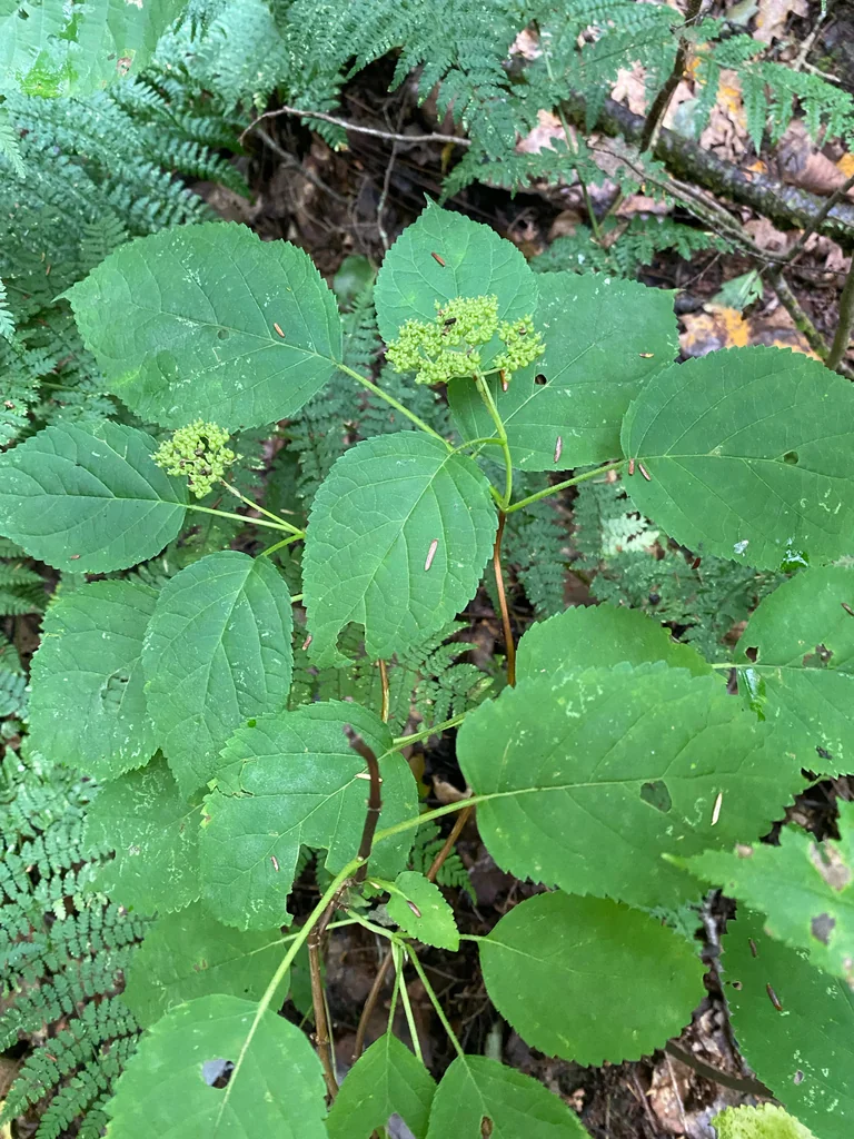 Hydrangea arborescens