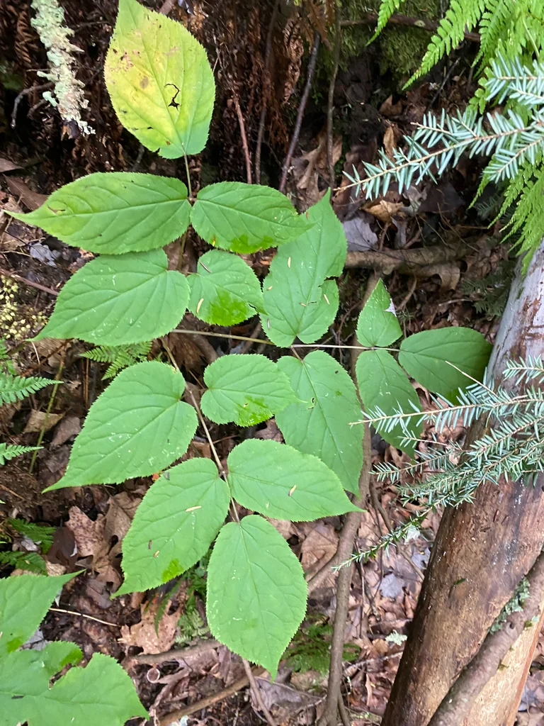 Aralia Racemosa
