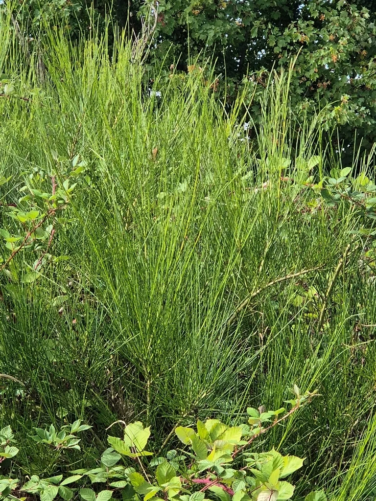 Cytisus Scoparius