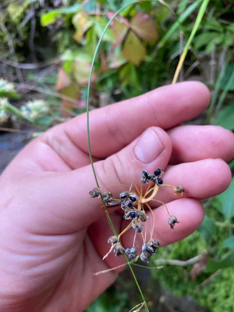 Allium Cernuum