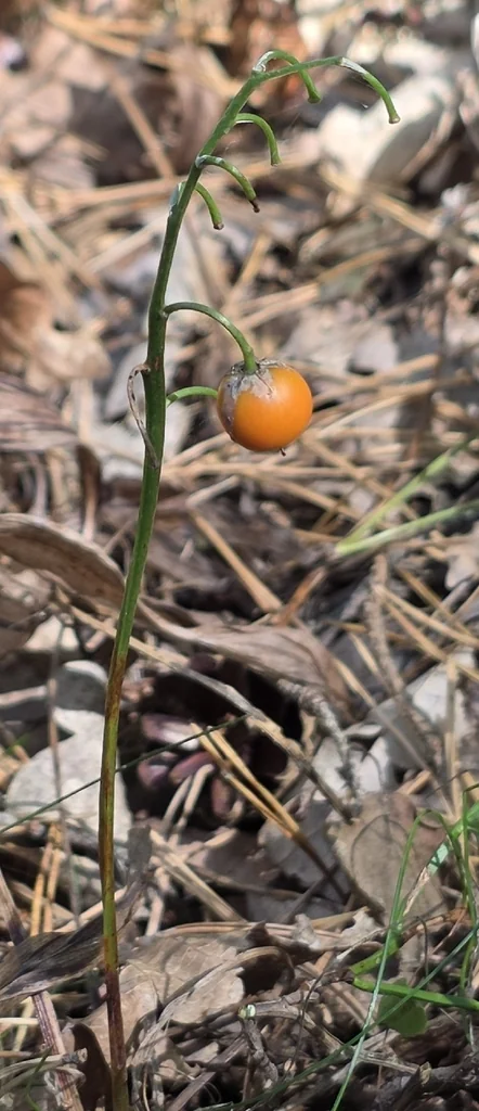 Convallaria Majalis