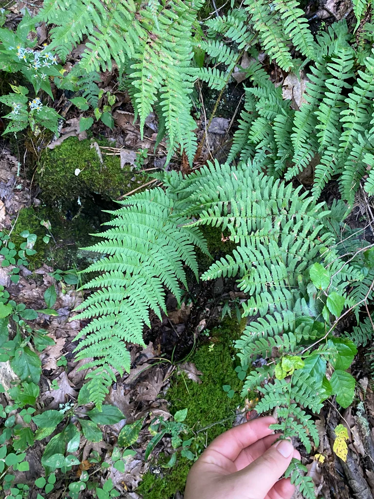 Dryopteris Marginalis