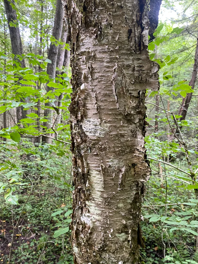 Betula Alleghaniensis