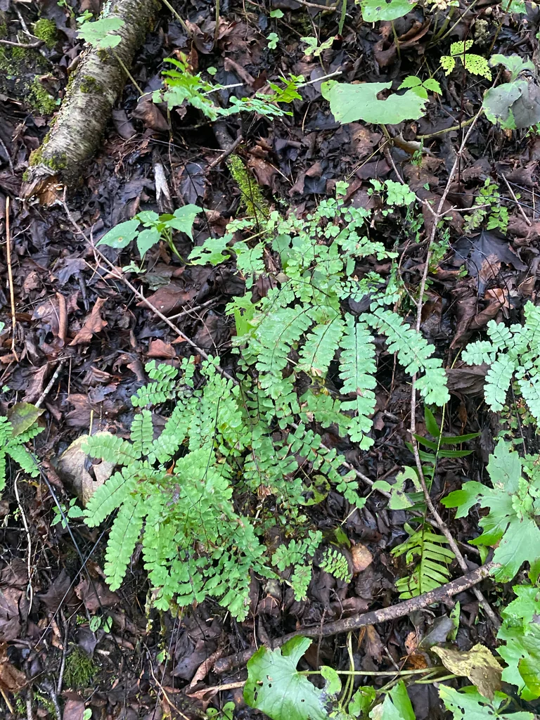 Adiantum Pedatum