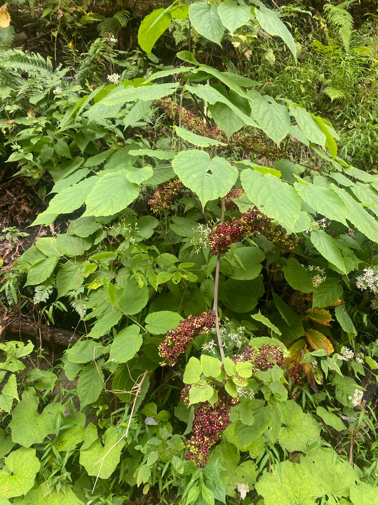 Aralia Racemosa