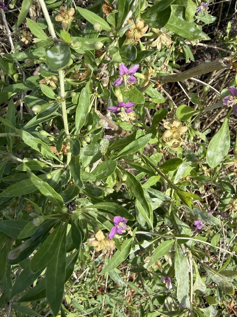 Lycium Barbarum