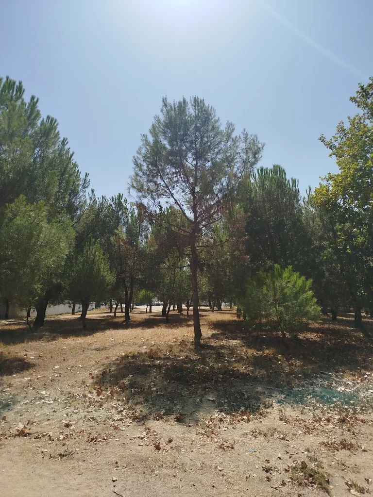 Pinus Halepensis