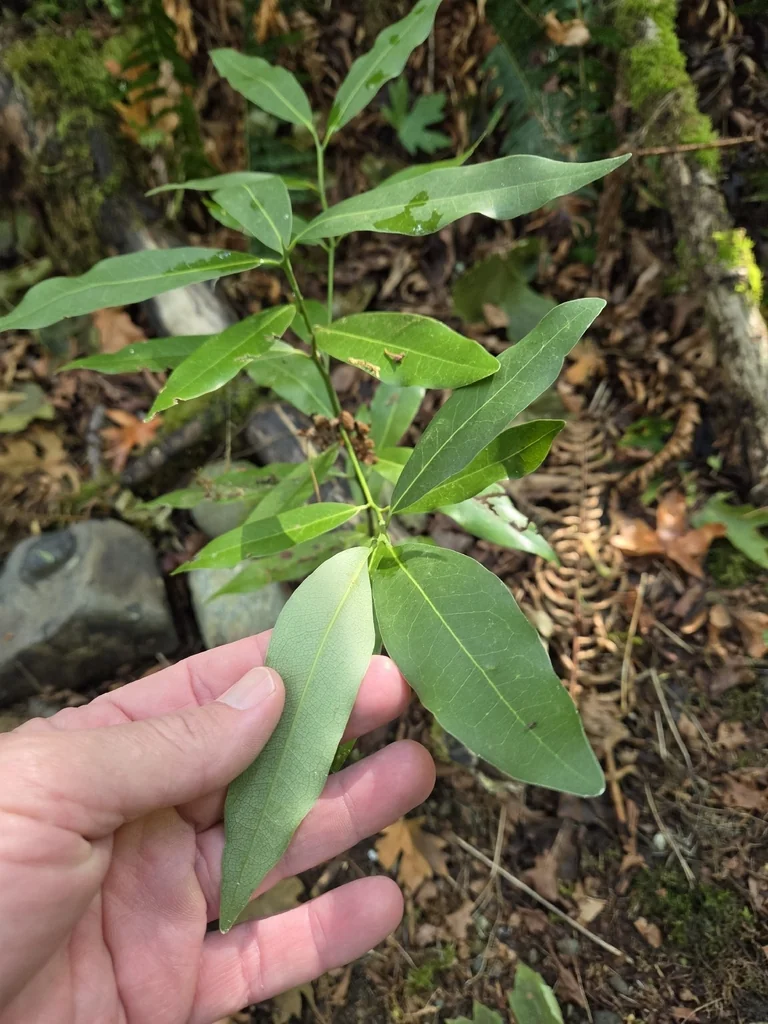 Umbellularia Californica