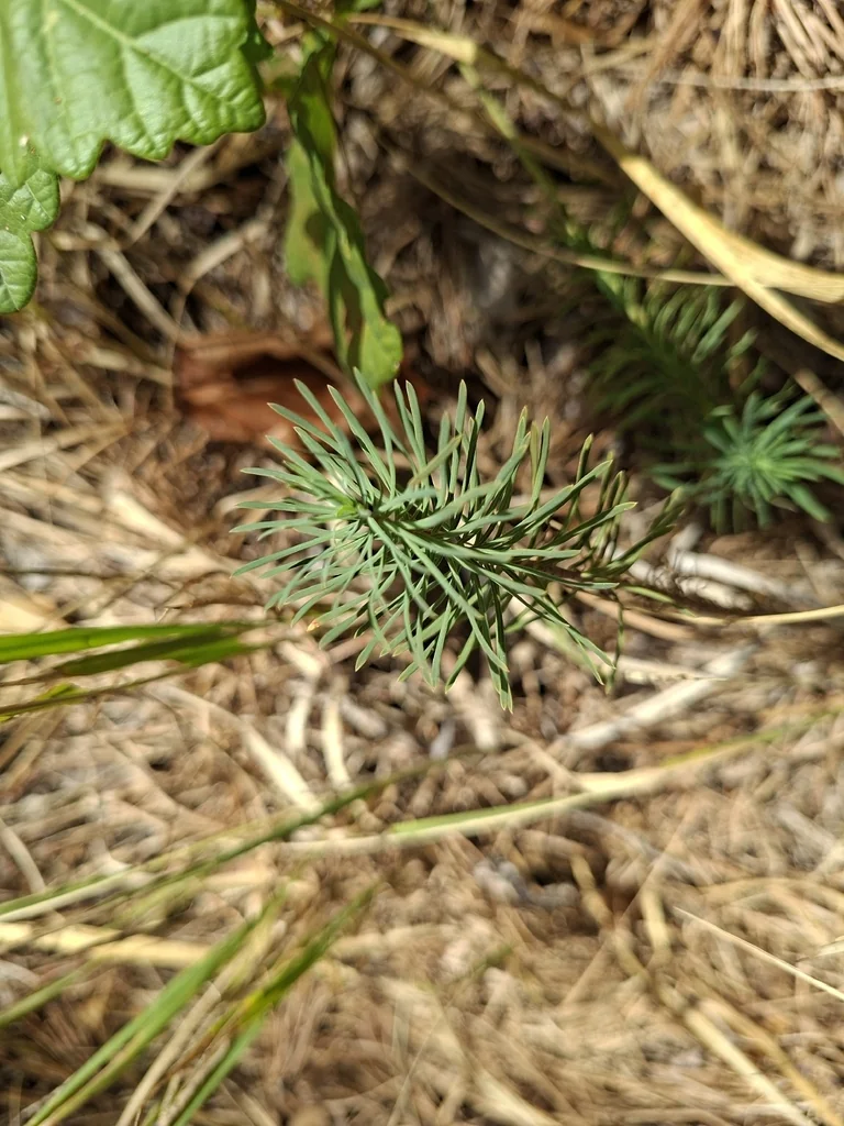 Euphorbia Cyparissias