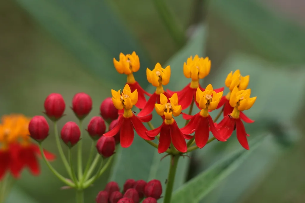 Asclepias Curassavica