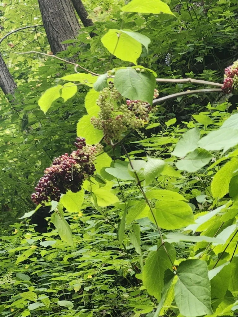 Aralia Racemosa
