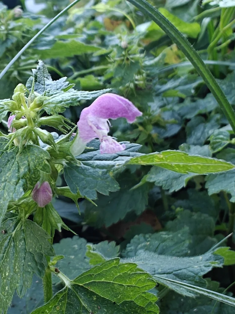 Lamium maculatum