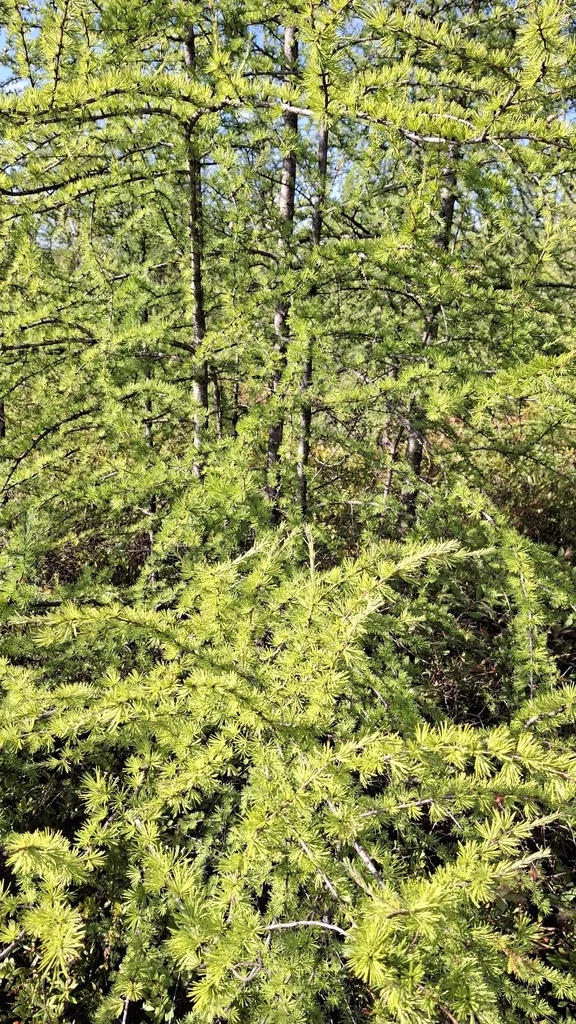 Larix Laricina