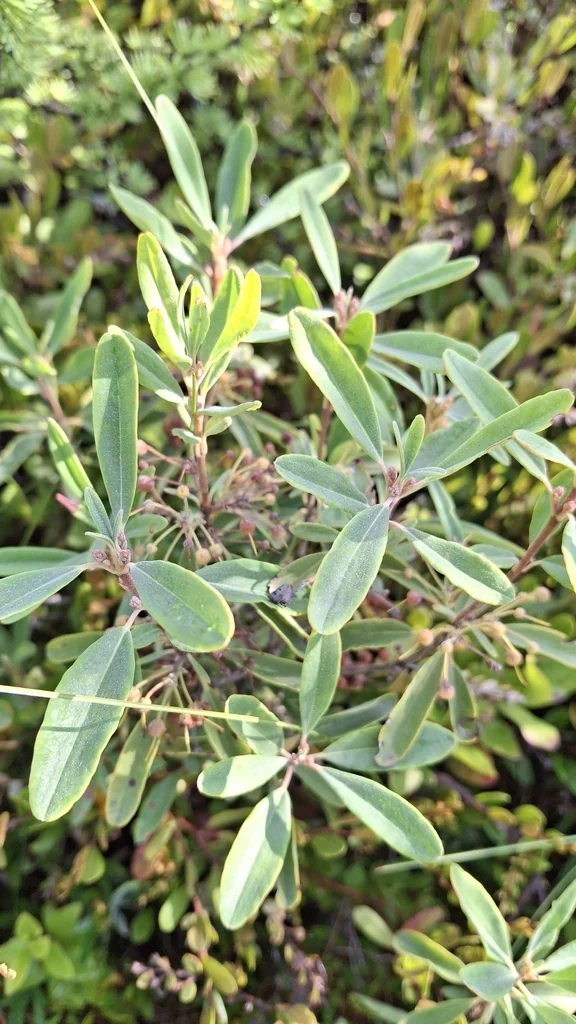 Kalmia Angustifolia