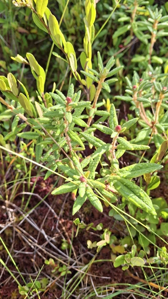 Rhododendron Groenlandicum