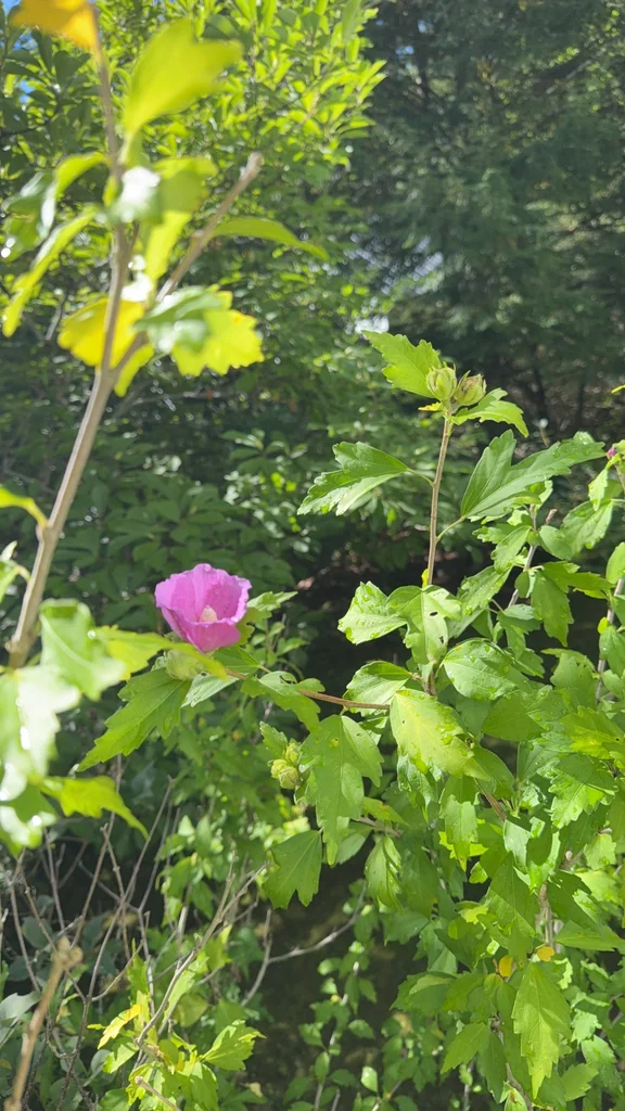 Hibiscus syriacus