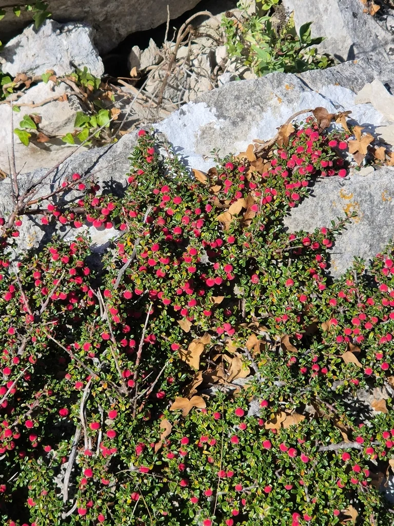 Cotoneaster Horizontalis