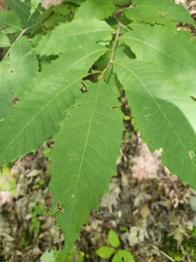 Castanea Dentata