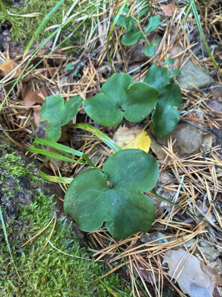 Hepatica Nobilis