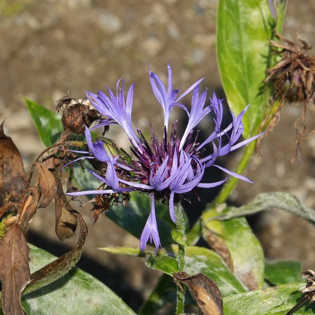 Centaurea Montana