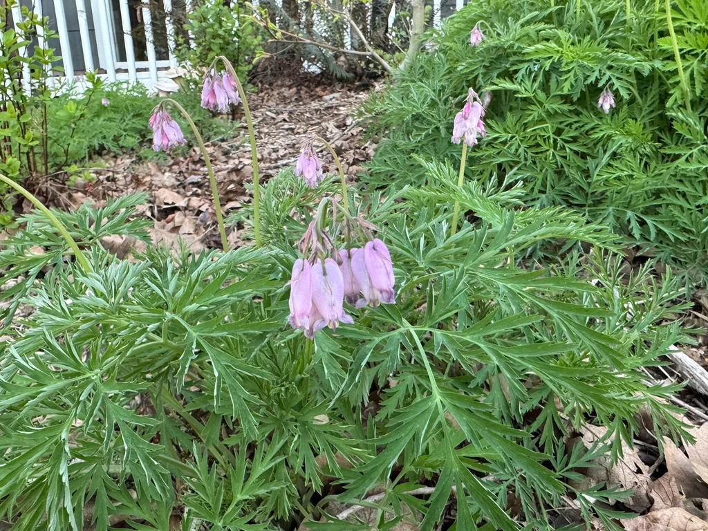 Dicentra Formosa