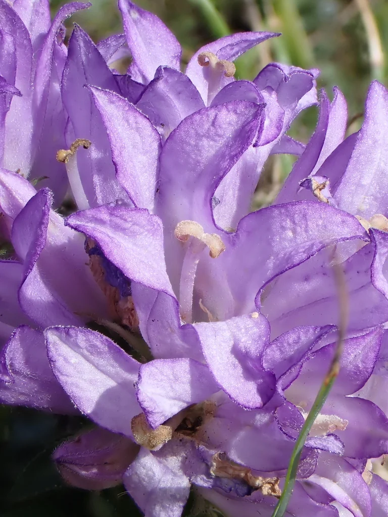 Campanula glomerata