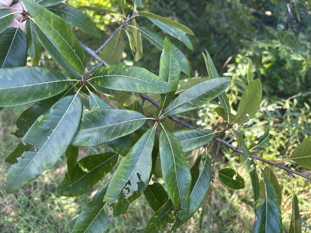 Quercus Imbricaria