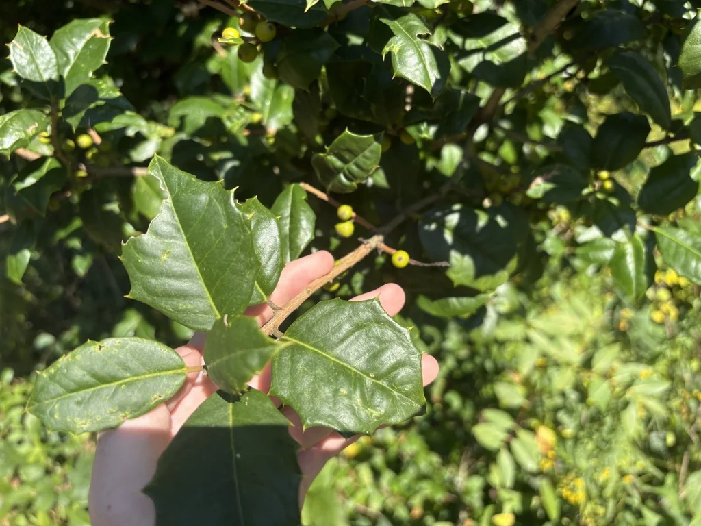 Ilex Opaca
