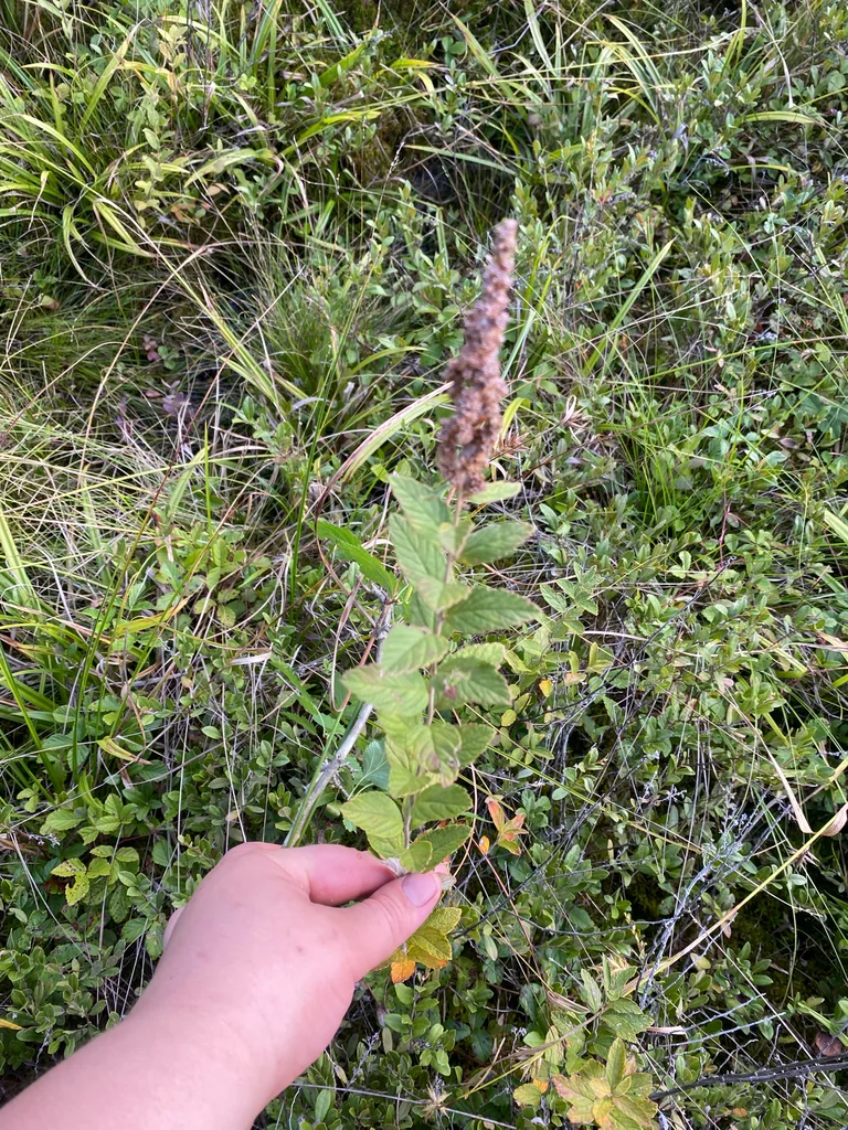Spiraea Tomentosa