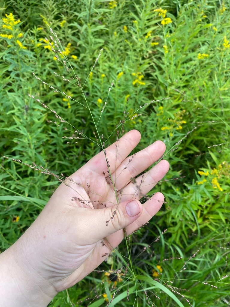 Panicum virgatum