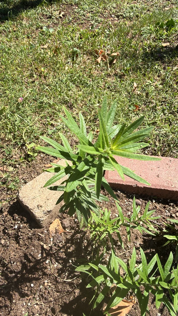 Asclepias Tuberosa