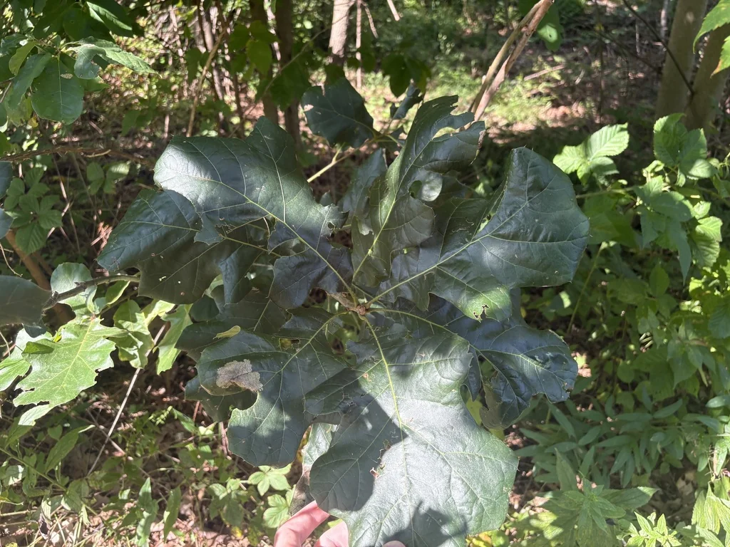 Quercus velutina