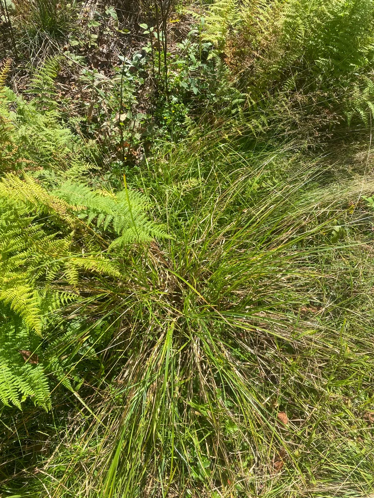 Carex Vulpinoidea