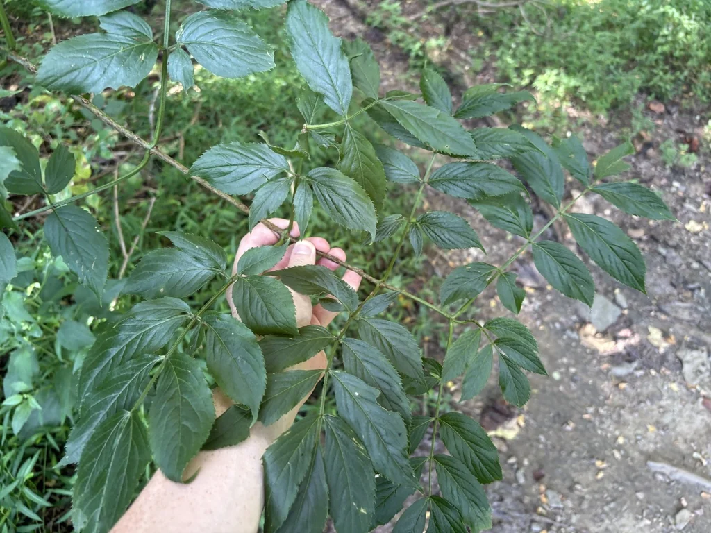 Sambucus Canadensis