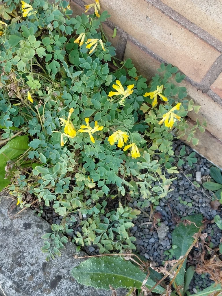 Corydalis Lutea