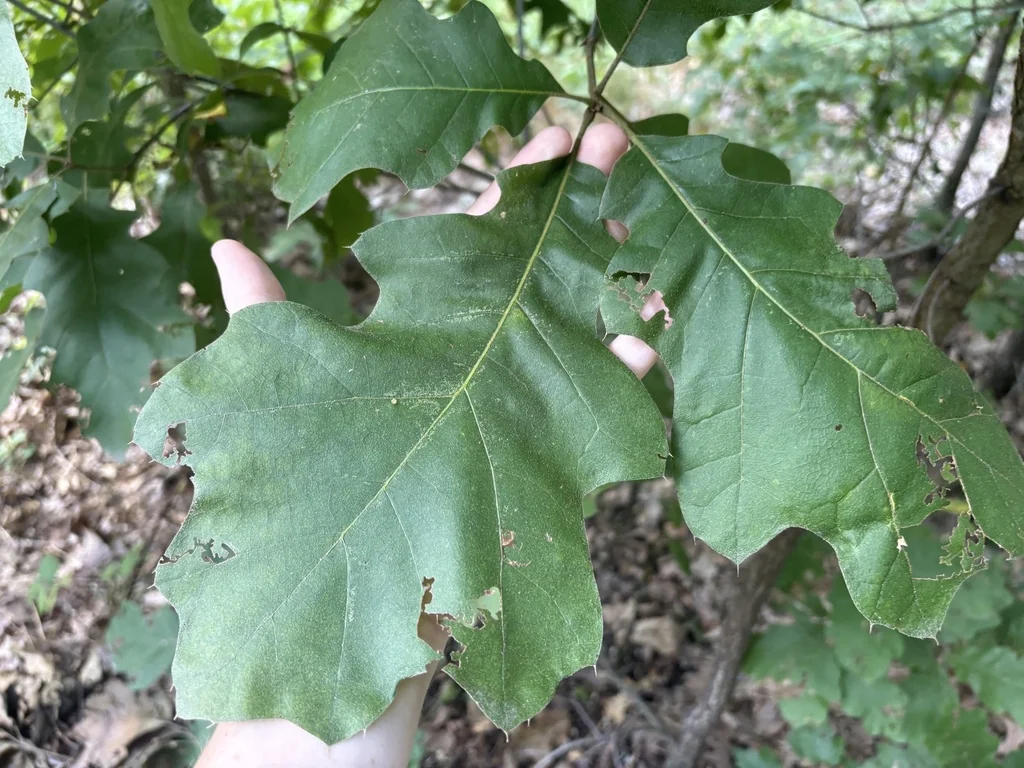 Quercus velutina