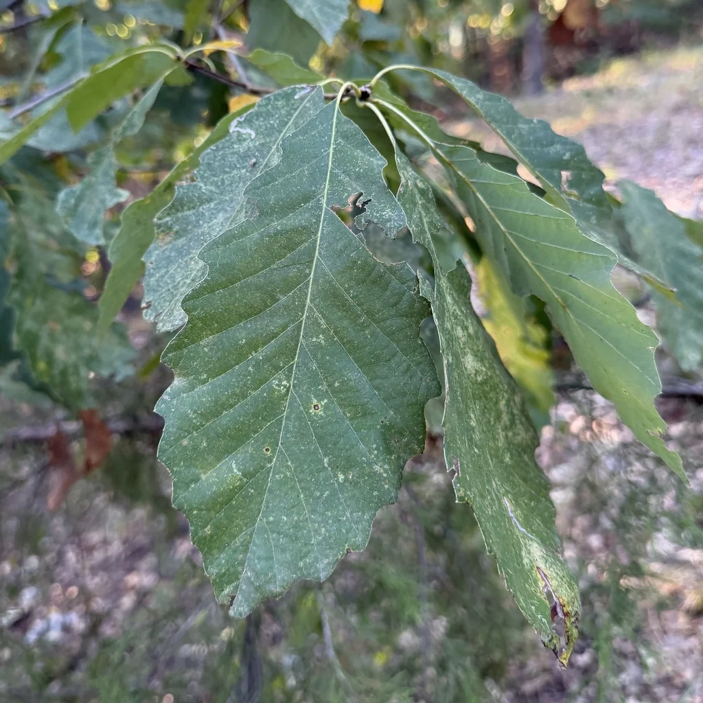 Quercus Muehlenbergii