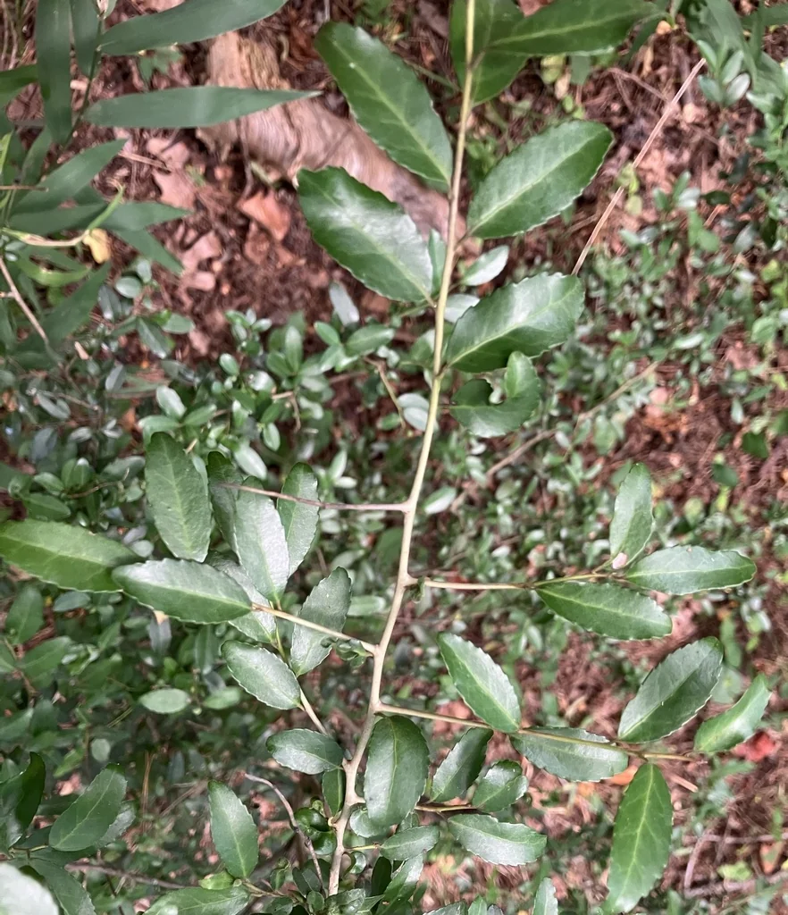 Ilex Vomitoria