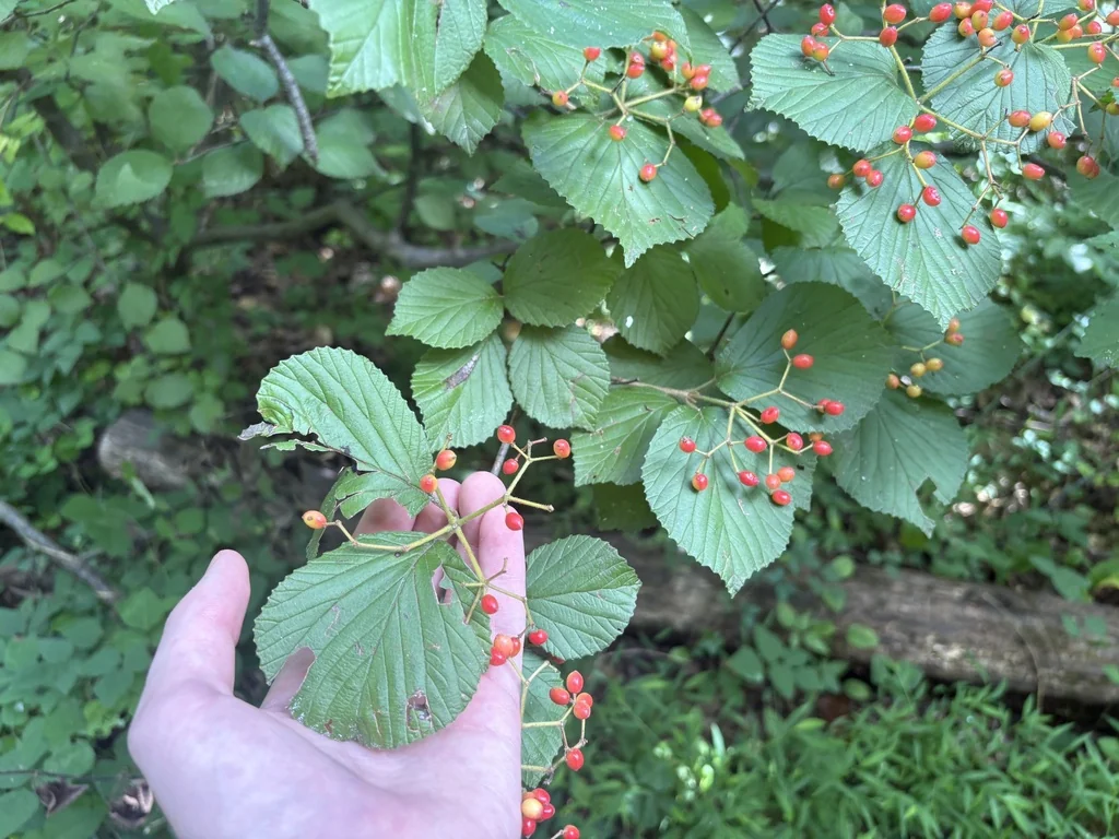 Viburnum dilatatum