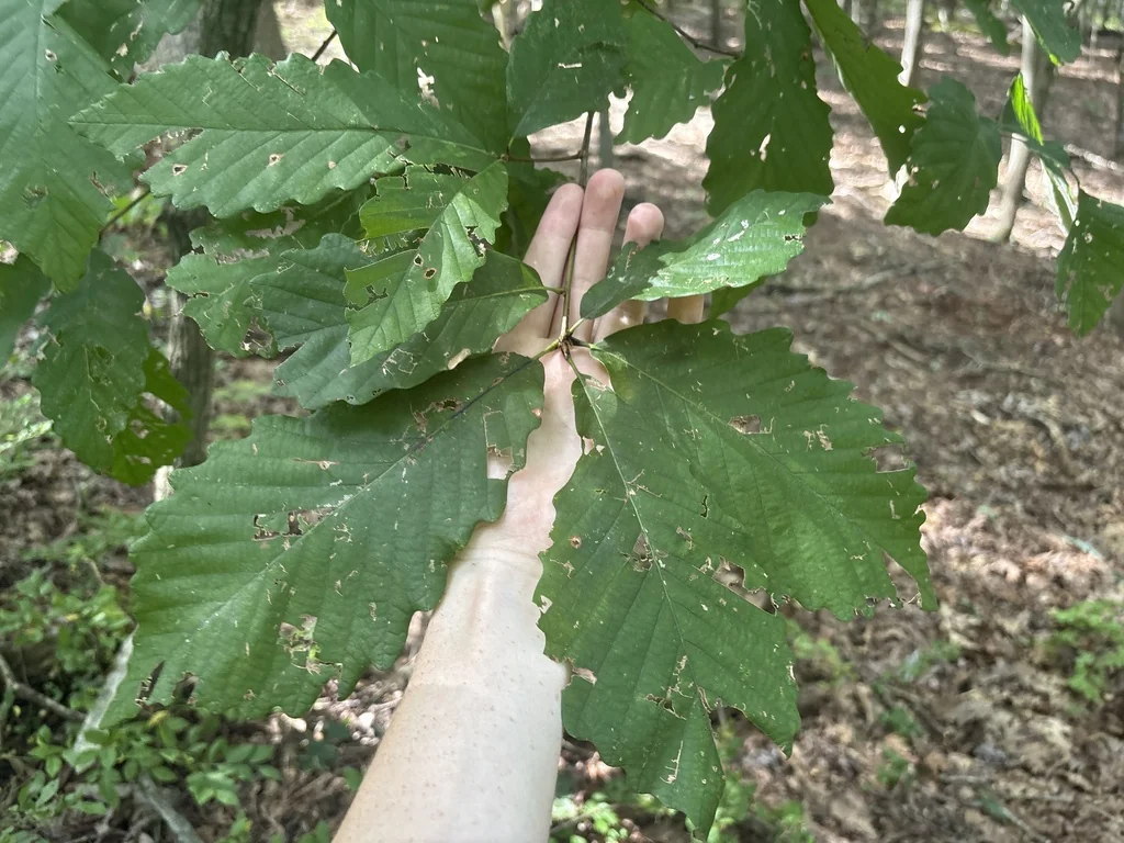 Quercus Montana
