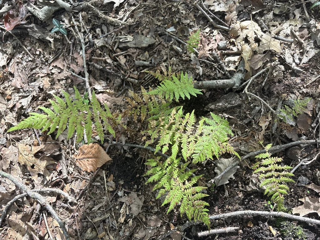Thelypteris Noveboracensis