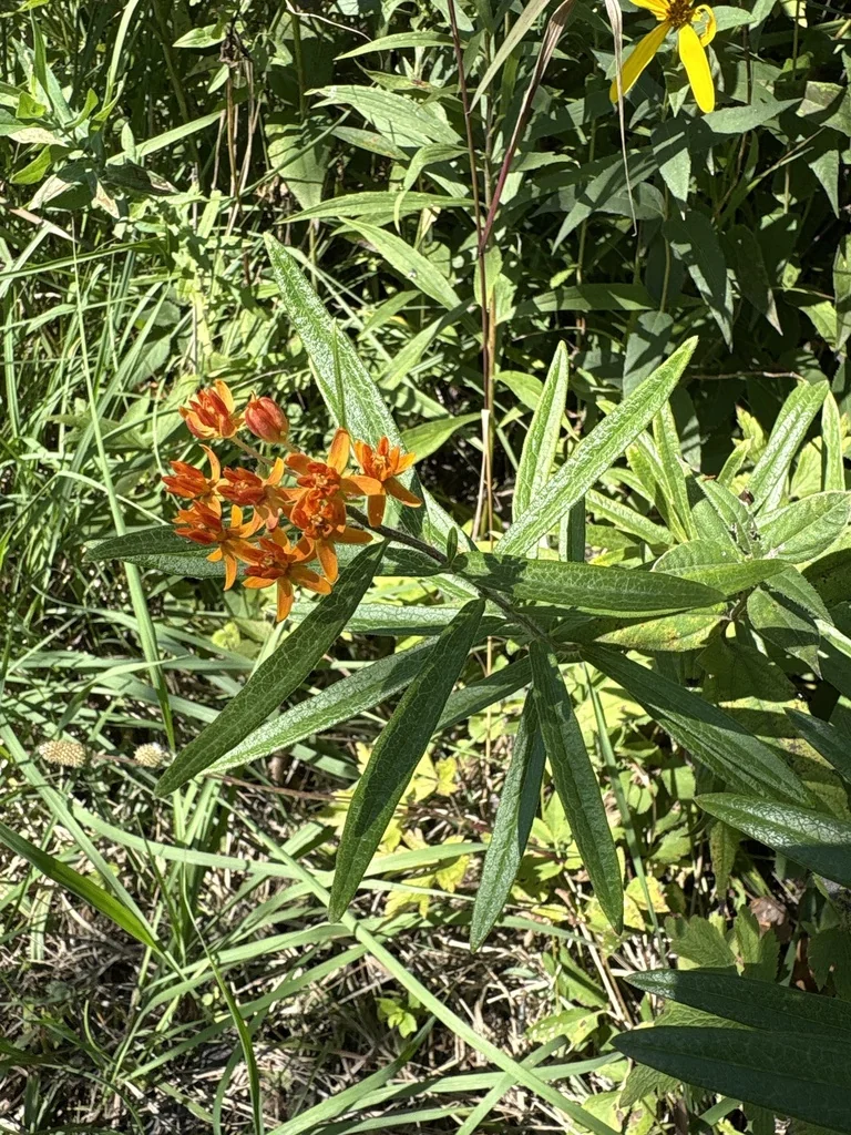 Asclepias Tuberosa