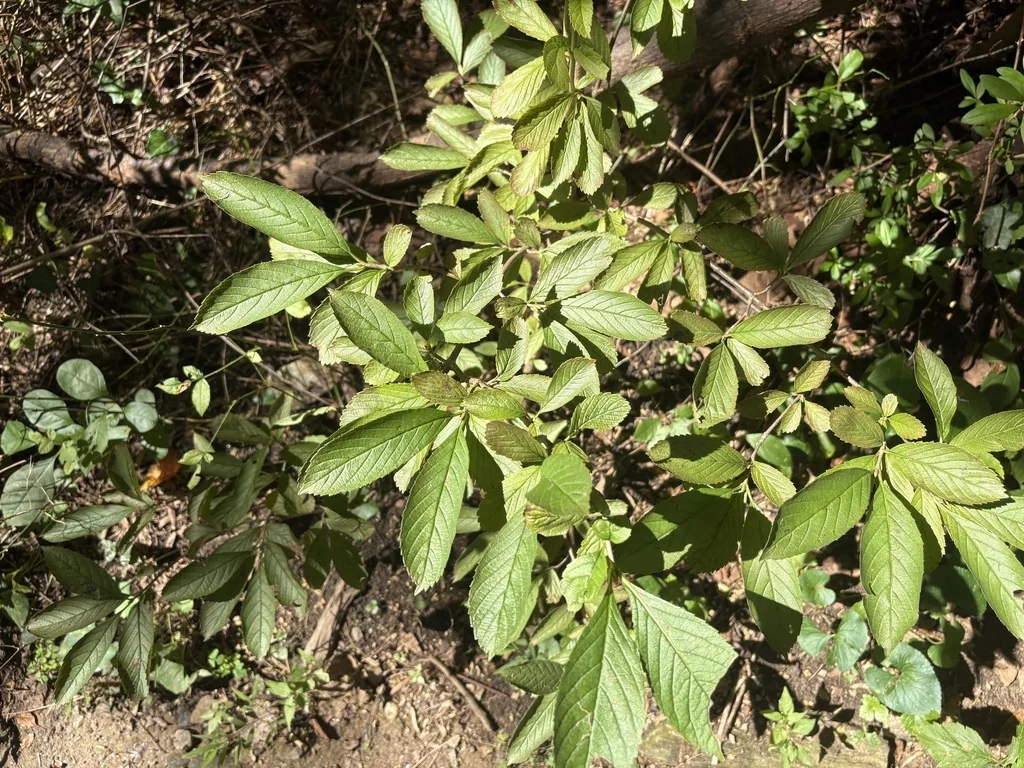 Clethra Alnifolia