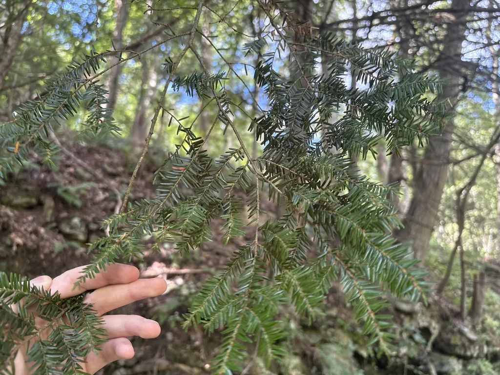Tsuga Canadensis