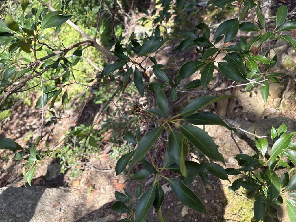 Kalmia Latifolia