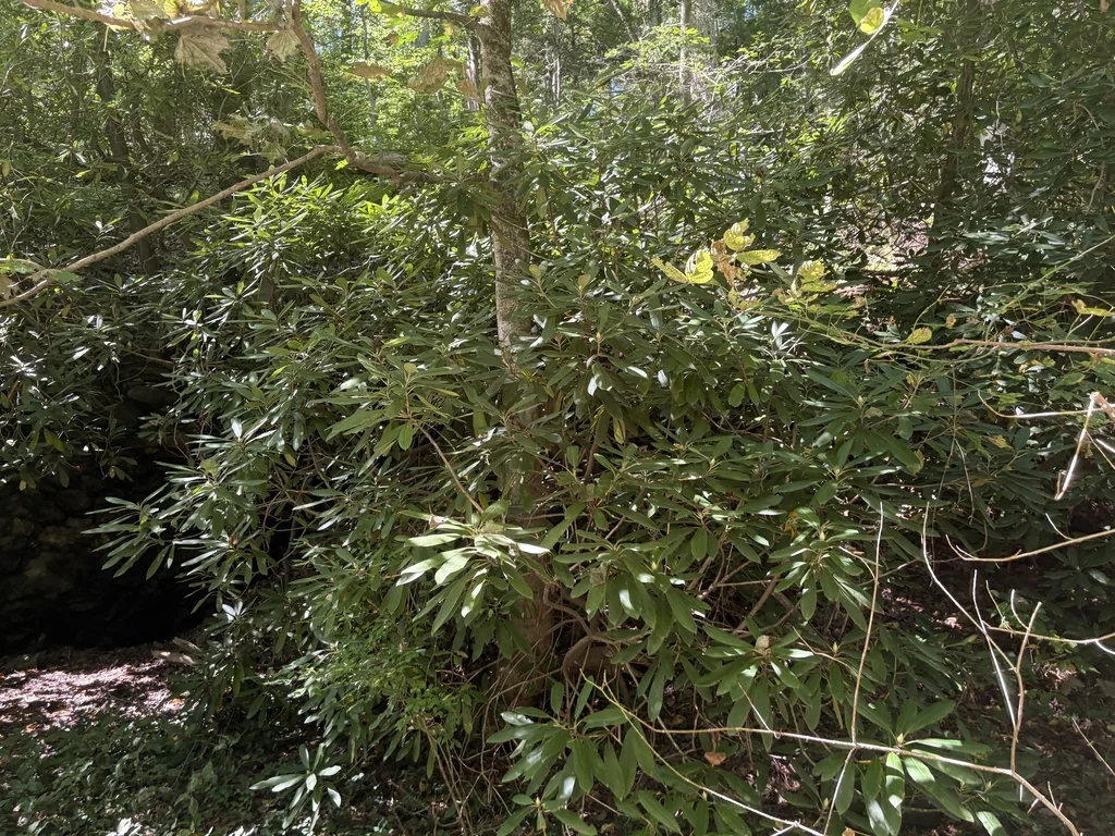 Rhododendron Maximum