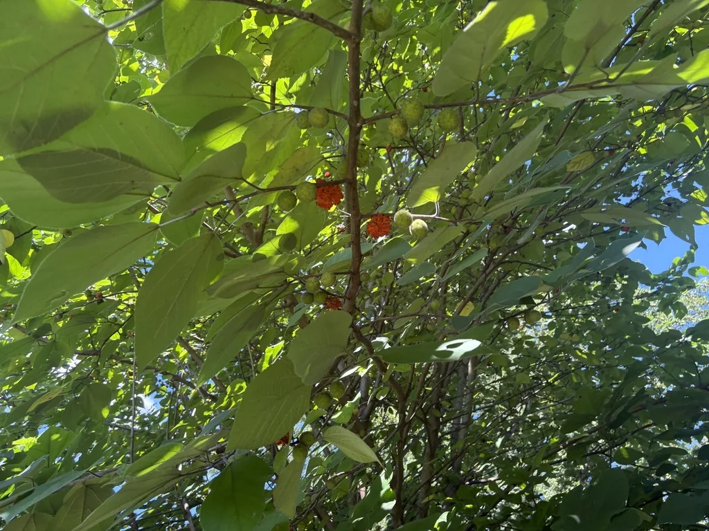 Broussonetia Papyrifera
