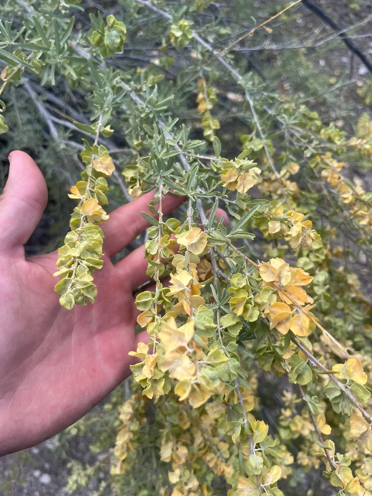 Atriplex Canescens