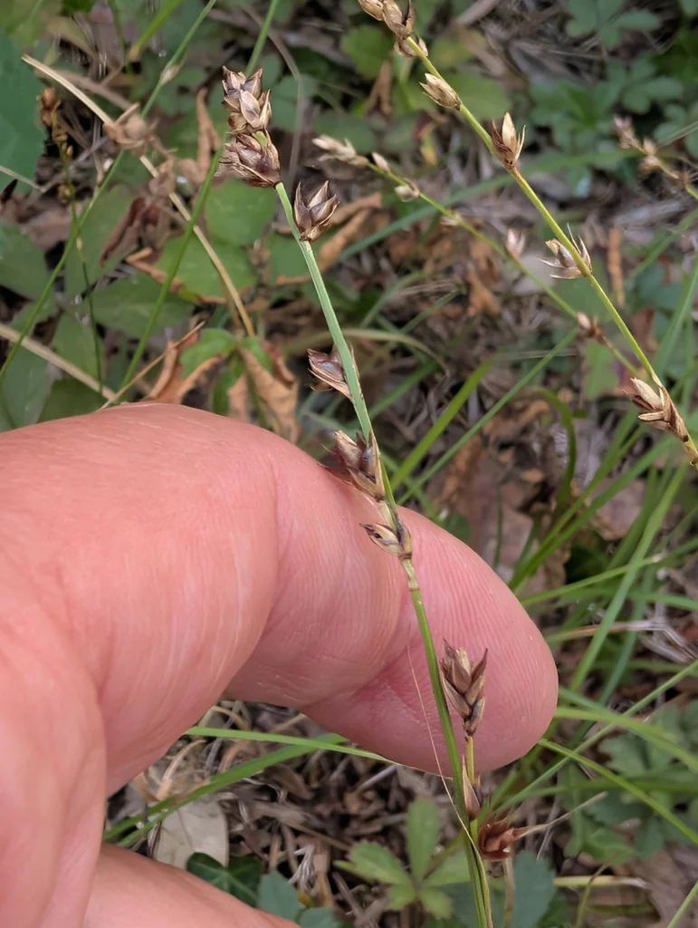 Carex Divulsa